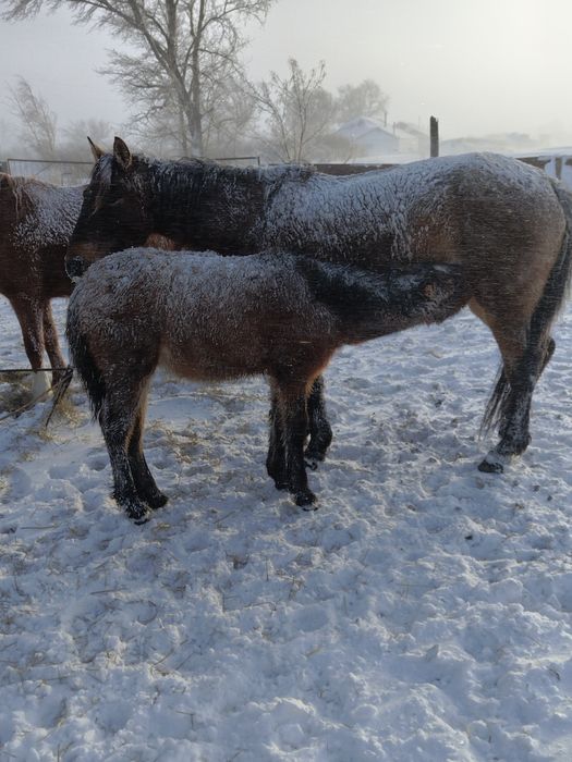 Кабылу и жеребёнок