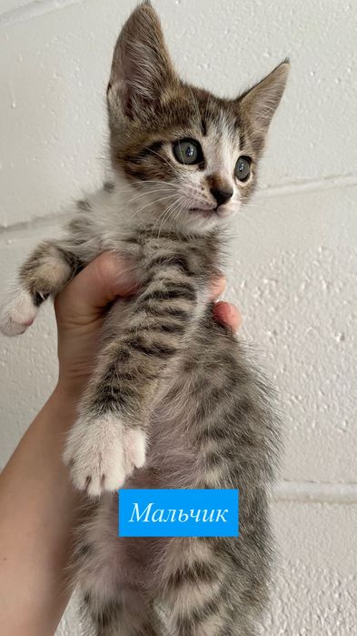 Котята в добрые руки