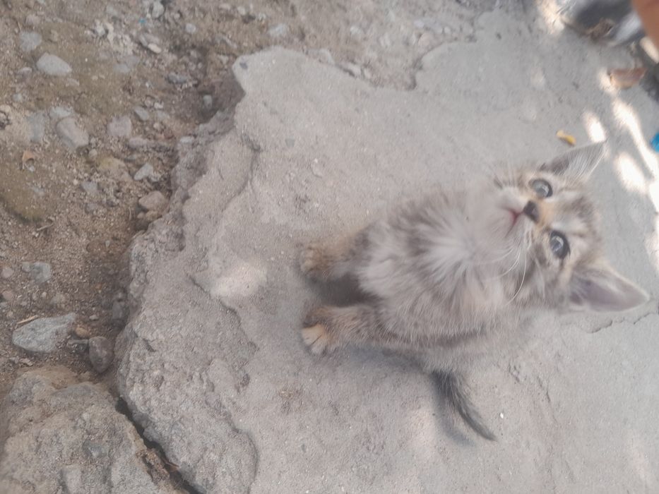 Котята бесплатно отдам