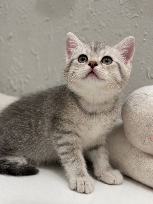Шотландски котенца
