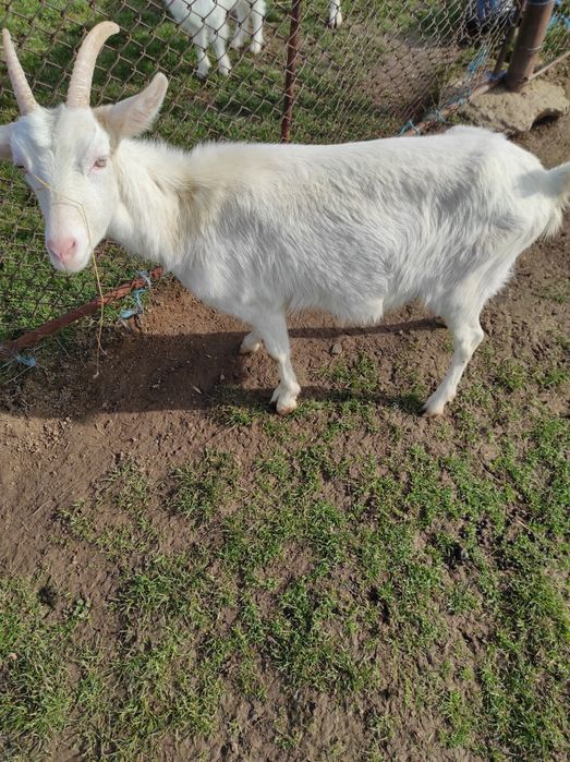 De vânzare o capră sannen