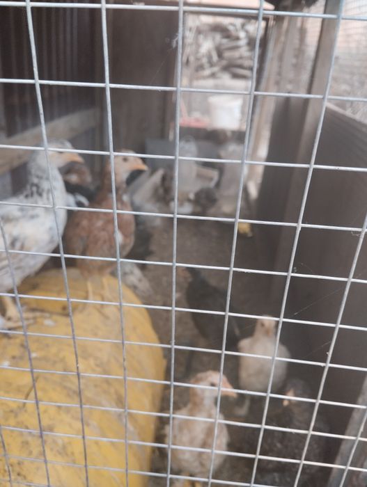 Балапан сатылады