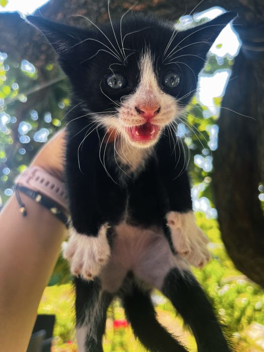 Подарявам малки котенца на  1 месец