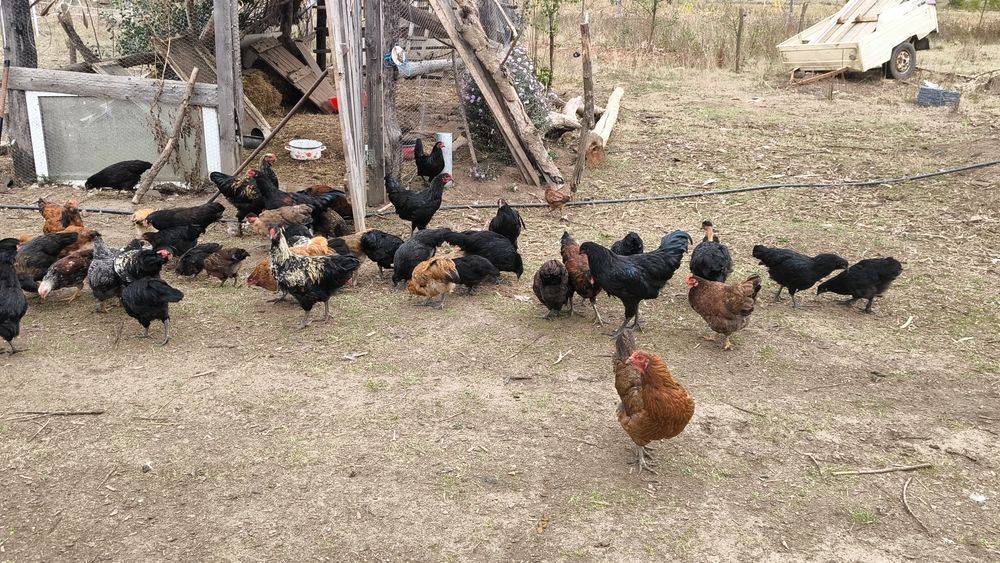 Vând gâște, rațe și pui