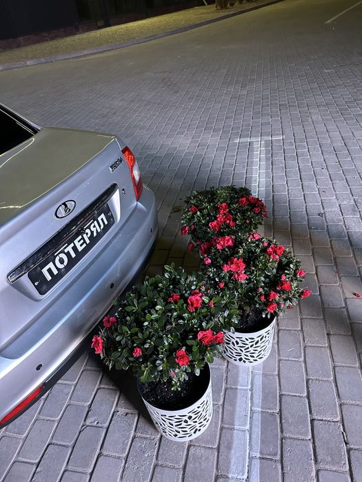 азалия шымкент арзан багада