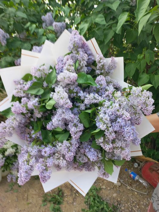 Сирени букет из сирени