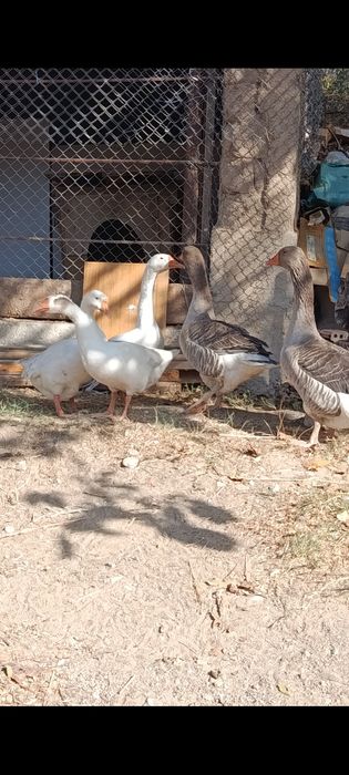 Гусь продом цена 10000 тг