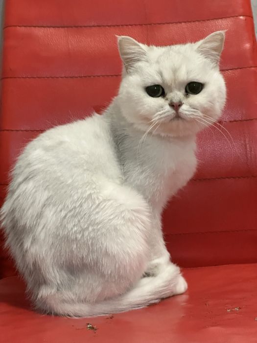 Отдам добрый руки кошку 2 годик