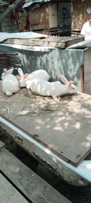 Quyon gosh bor sivejiy