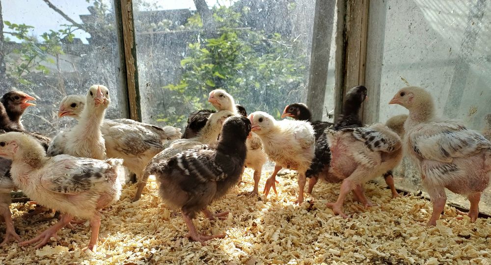 Продам месячных цыплят