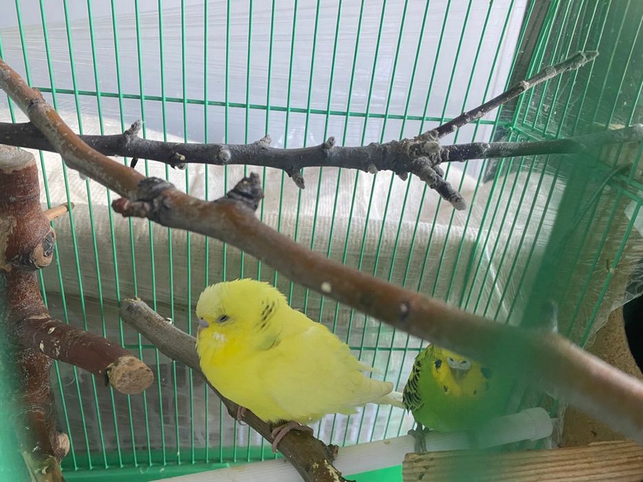 Попугайчики продам срочно