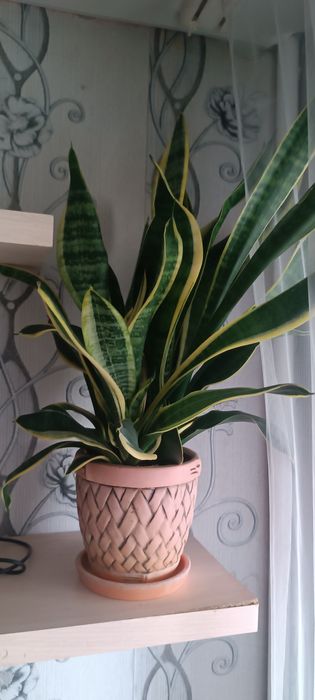 Цветы комнатные .