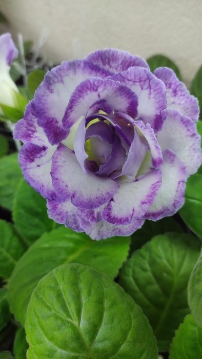 Глоксинии сортовые Комнатные растения