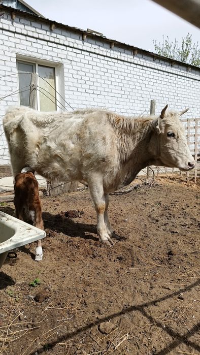 Бұзаулы сиыр сатылады.