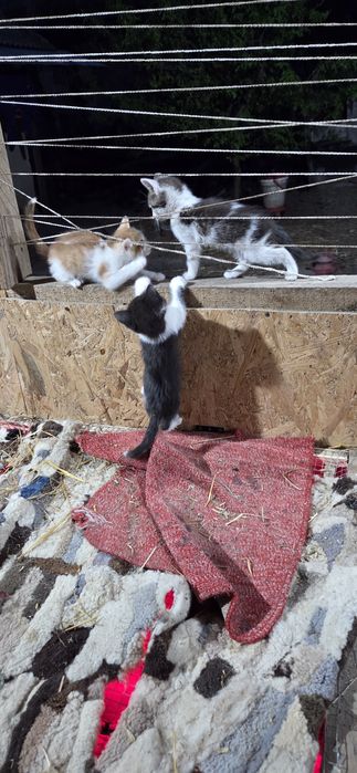 Pisicute pentru adoptie