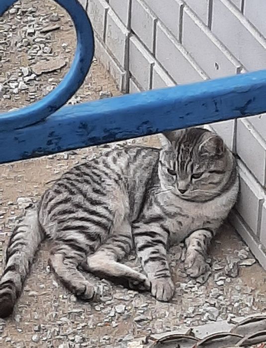 Отдам котика котик