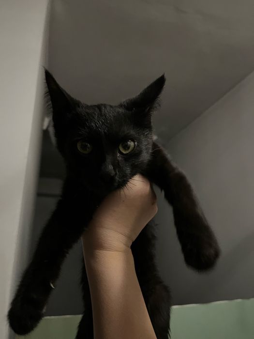 срочноо отдам маленького котенка