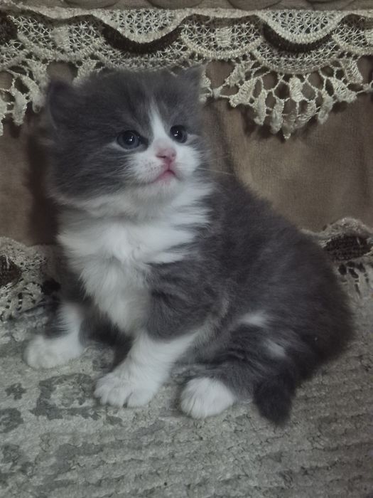 Шотландские длинношерстные