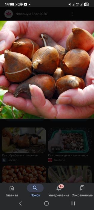 Луковицы тюльпанов