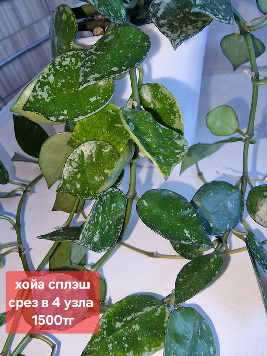 Продам комнатные растения