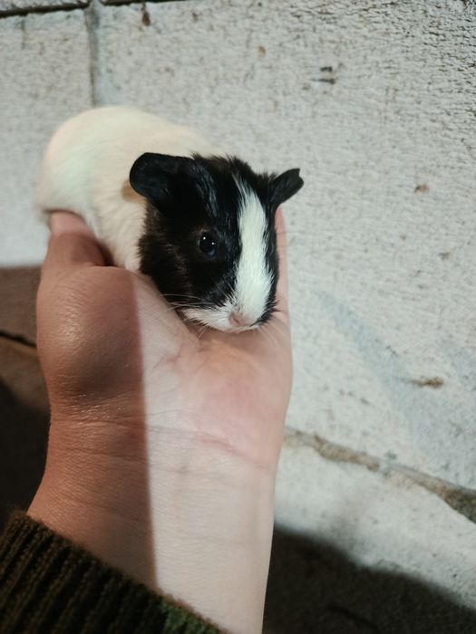 Vând porcușori de guineea pui