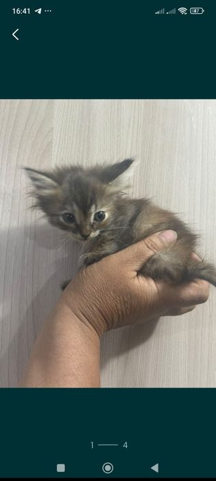Отдам в добрые руки котят