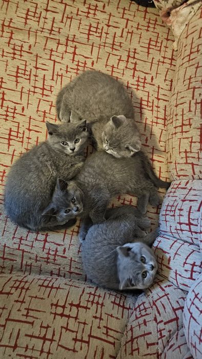 Pisicuțe british micute și cumintele