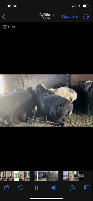 Кой кошкар бараны