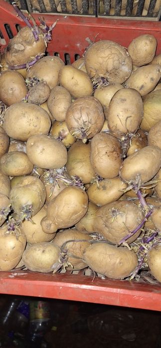 Cartofi Sămânță RIVIERA și ARIZONA