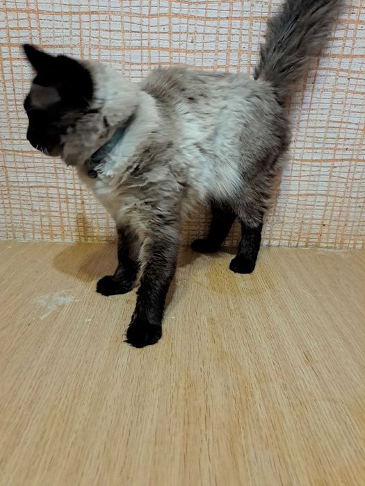 Кот исламский 3 годика
