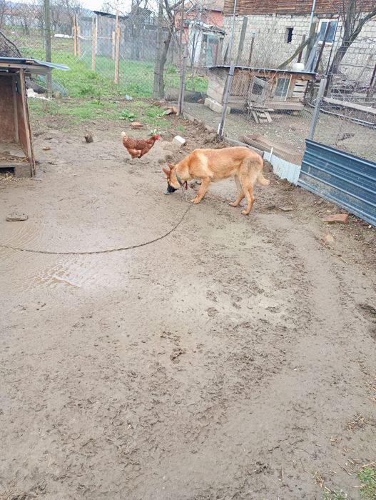 Ciobanesc malinois /belgian