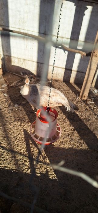 Vand pauni maturi diferite culori