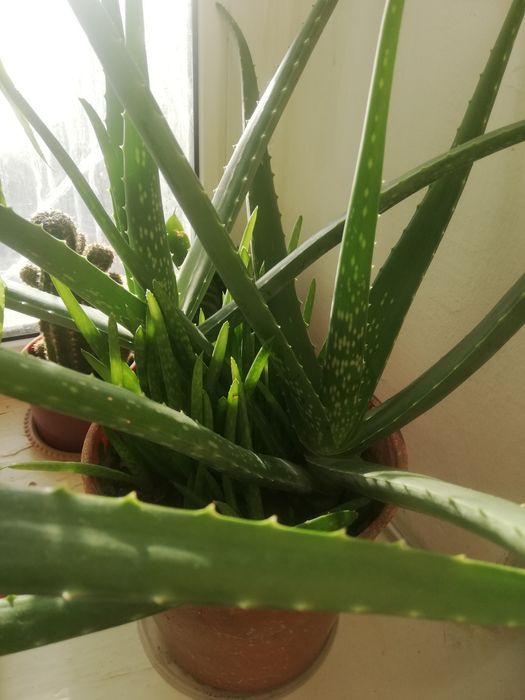 Продам алоэ вера