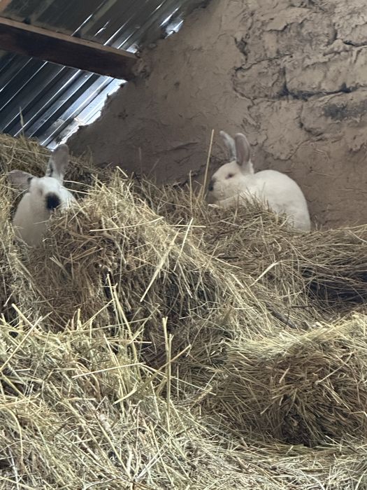 Қояндар сатылады