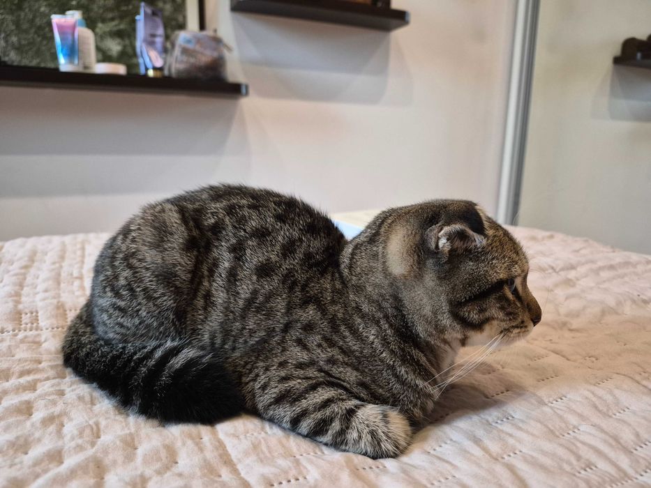 Котенок шотландский вислоухий