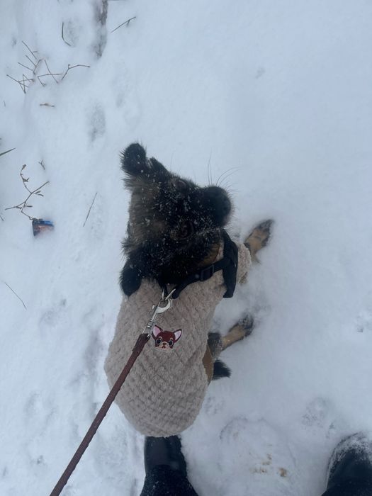 Отдам в добрые руки