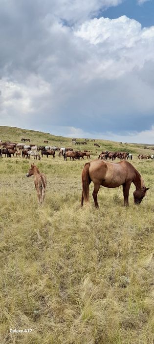 Кобылы с жеребятами