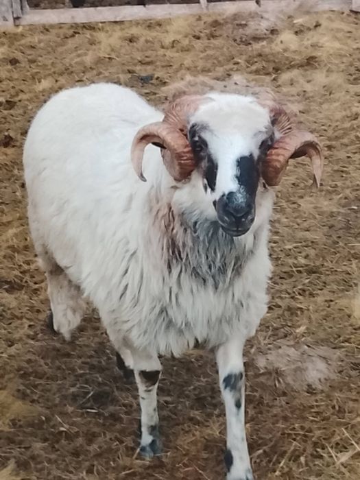 Berbec de vinzare