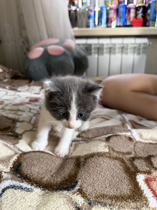 Отдадим котенка в добрые руки