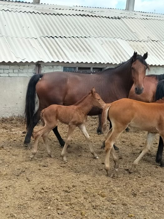 Продам кобыл с жеребцами