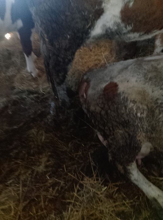 Vond jurincă la prima fotare blond are 15 lapte pe zi