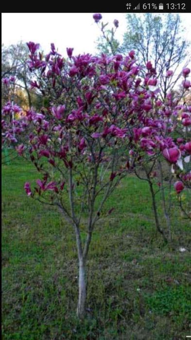 Plante ornamente