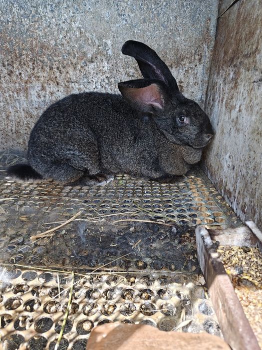 Зайка Великанка.