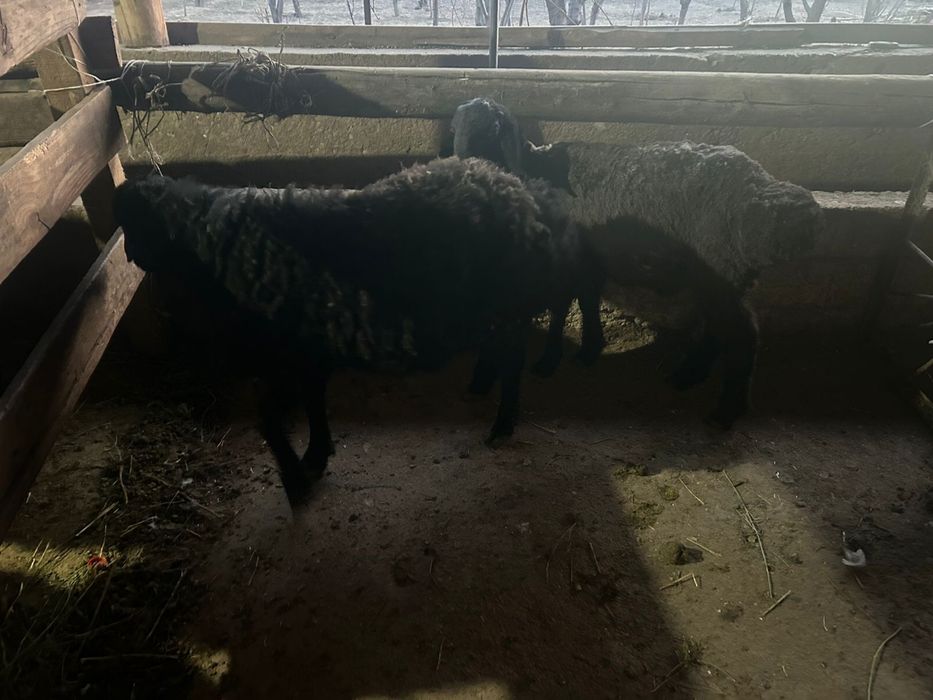 Срочно! Продаются бараны