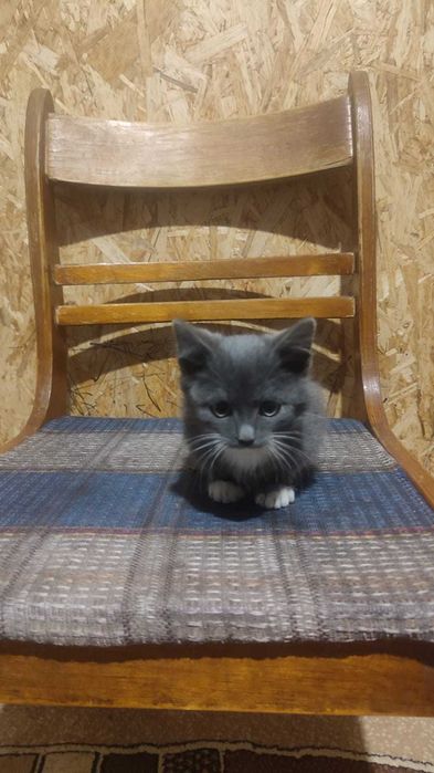 Котята 2 месяца срочно ищу дом