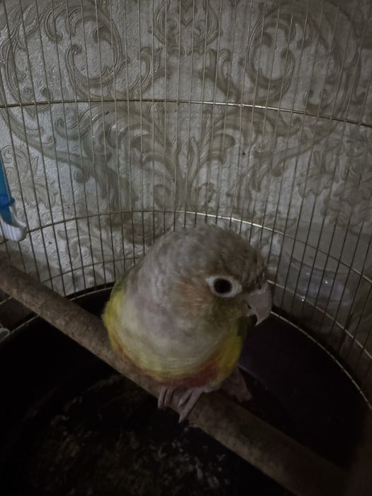 Продам попугая пиррури с клеткой