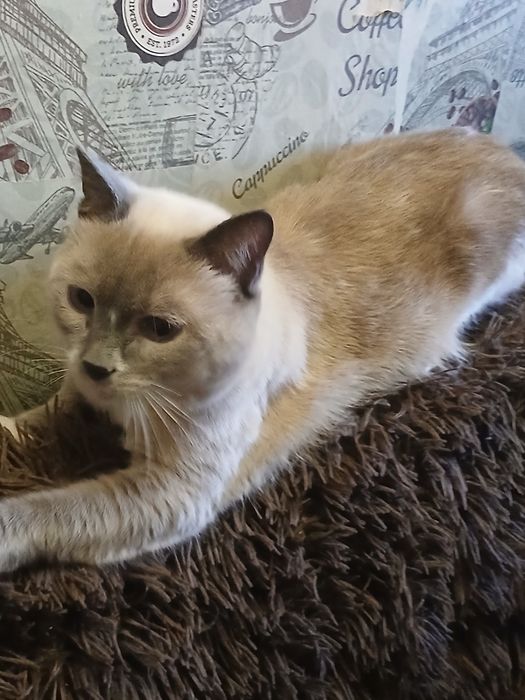 Прекрасный котик,дарю