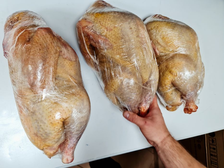 Продаю птицу домашнюю:куры, утки, перепёлки, индюки.