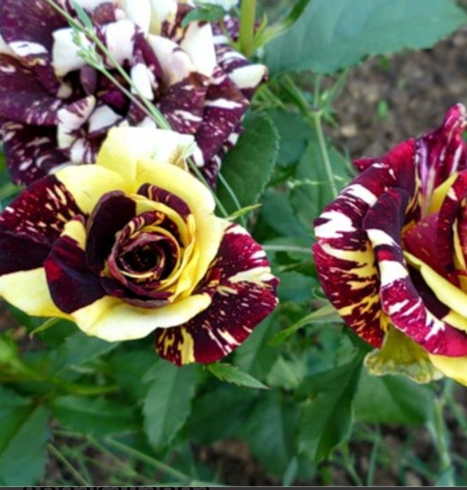 Комнатные цветы от 500 тн