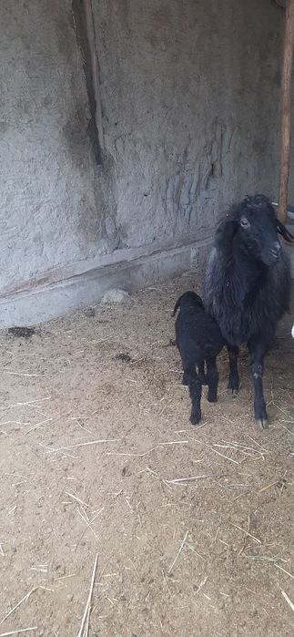 Она бола куй сотилади